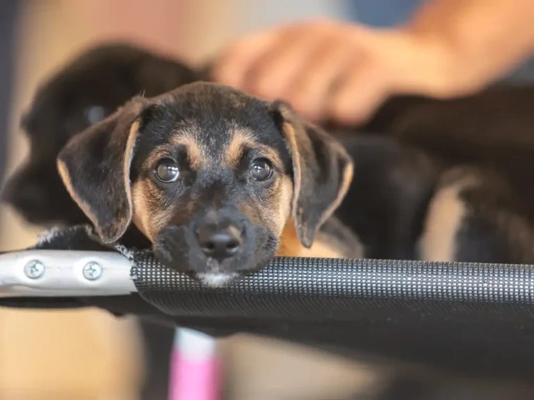 Foto: Paulo Pinto/Agência Brasil