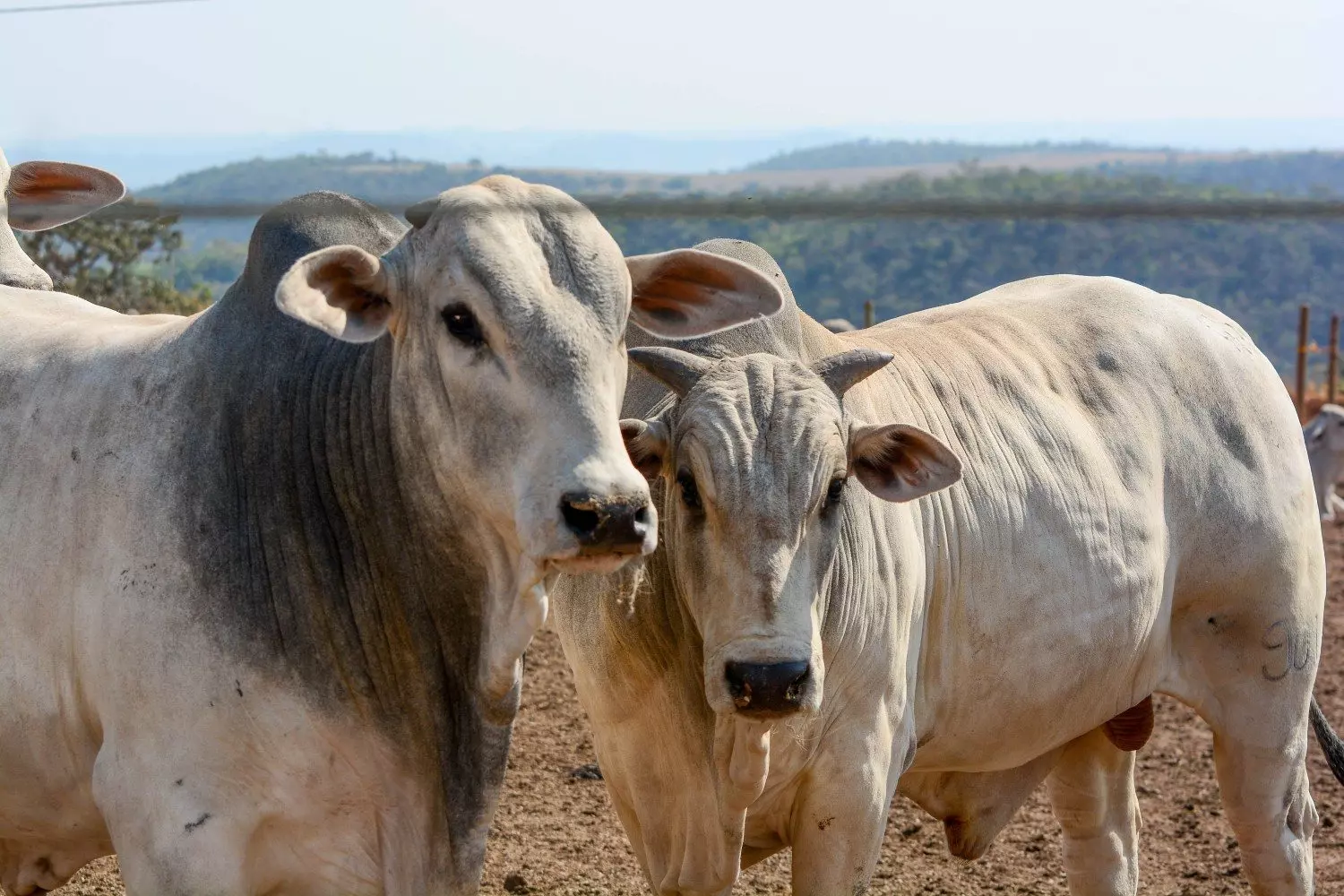 Confinamento e Boitel VFL BRASIL. Foto: Marcella Pereira