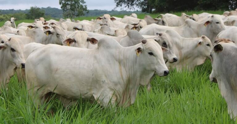 USP lança programa de genética e melhoramento animal para gado de corte e promete avaliações genômicas para aumentar produtividade