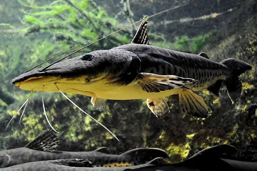 Com poucas barragens, pintado segue mais protegido no Pantanal, mas híbridos viram ameaça à espécie