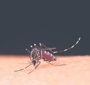 Por que os mosquitos “preferem” algumas pessoas? Estudo identifica padrões previsíveis na busca por humanos