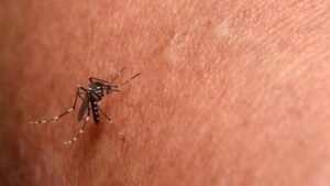 Justiça autoriza entrada forçada em imóveis em Sete Quedas após alta de chikungunya e risco de saúde pública