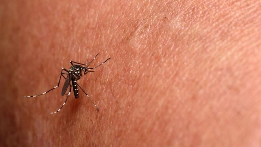 Justiça autoriza entrada forçada em imóveis em Sete Quedas após alta de chikungunya e risco de saúde pública