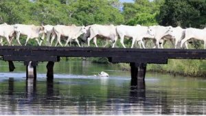 Texto reforça a necessidade de rastreabilidade do rebanho (Foto: Edemir Rodrigues)