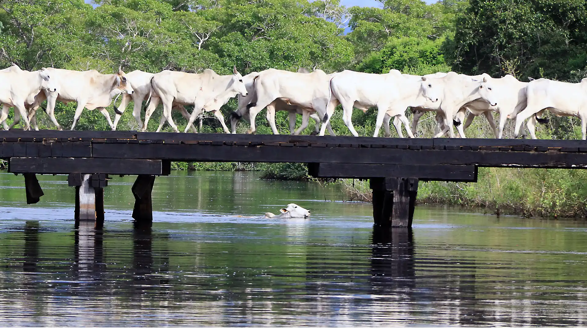 Texto reforça a necessidade de rastreabilidade do rebanho (Foto: Edemir Rodrigues)