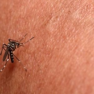 Justiça autoriza entrada forçada em imóveis em Sete Quedas após alta de chikungunya e risco de saúde pública
