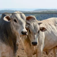 Confinamento e Boitel VFL BRASIL. Foto: Marcella Pereira