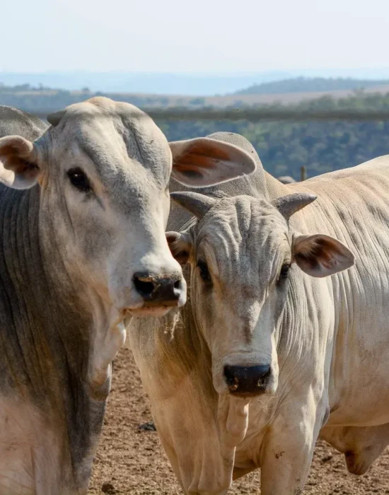 Confinamento e Boitel VFL BRASIL. Foto: Marcella Pereira
