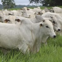 USP lança programa de genética e melhoramento animal para gado de corte e promete avaliações genômicas para aumentar produtividade