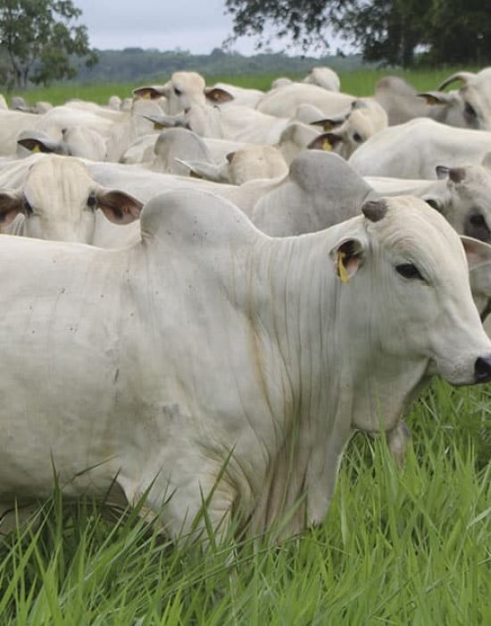 USP lança programa de genética e melhoramento animal para gado de corte e promete avaliações genômicas para aumentar produtividade