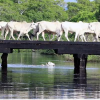 Texto reforça a necessidade de rastreabilidade do rebanho (Foto: Edemir Rodrigues)