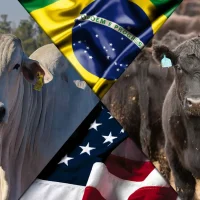 Fonte: Montagem CompreRural
