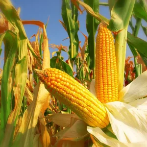 Safra de milho em MS deve superar expectativa em 2025