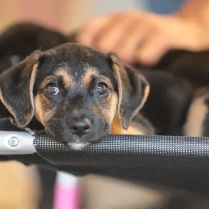 Foto: Paulo Pinto/Agência Brasil